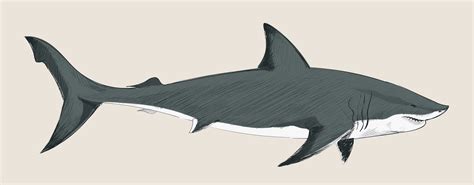tubarão desenho